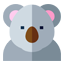 koala